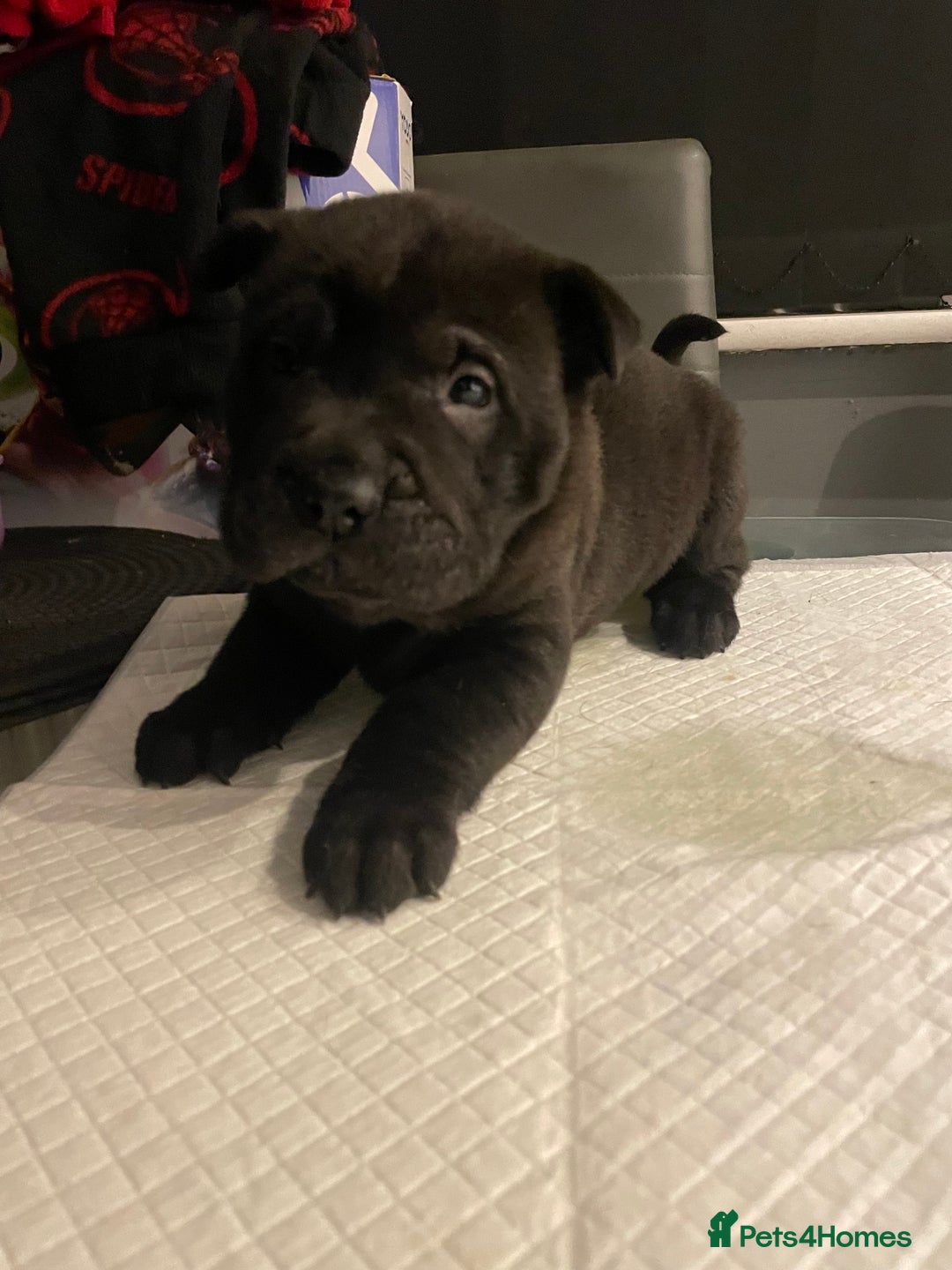 Shar Pei dogs for sale: Shar  Pei puppies  - Image 5