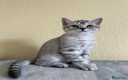 British Shorthair cats for sale: Stunning British Shorthair Kittens & adule cat - Image 31