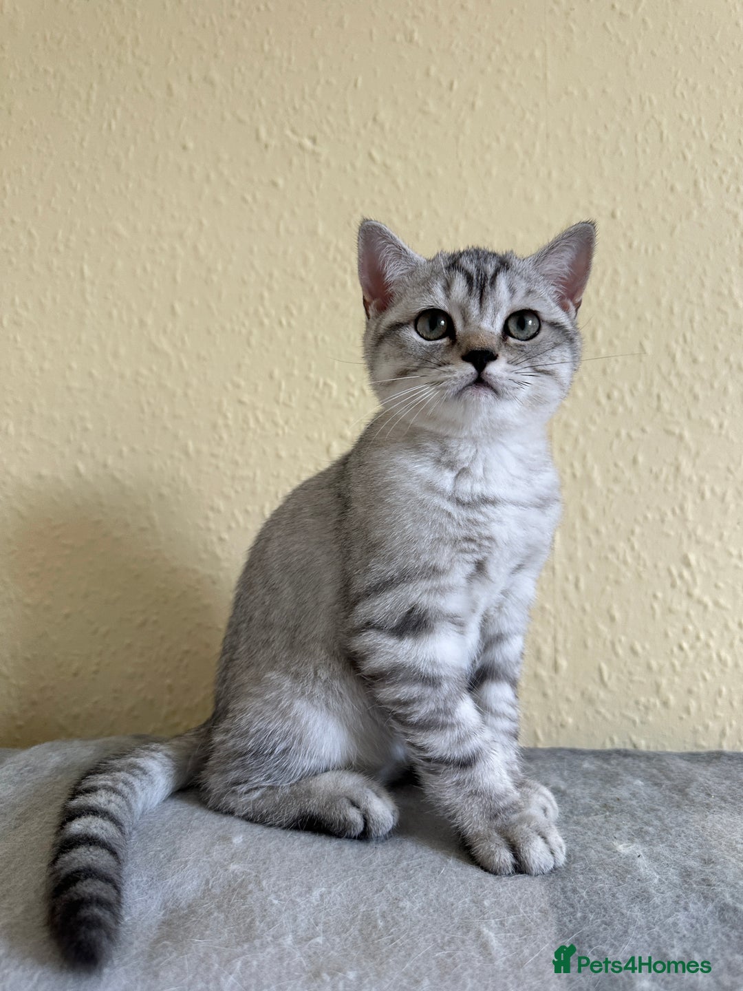 British Shorthair cats for sale: Stunning British Shorthair Kittens & adule cat - Image 31