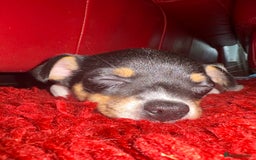 Pomchi dogs for sale: Pomchi x Jackchi puppies  - Image 10