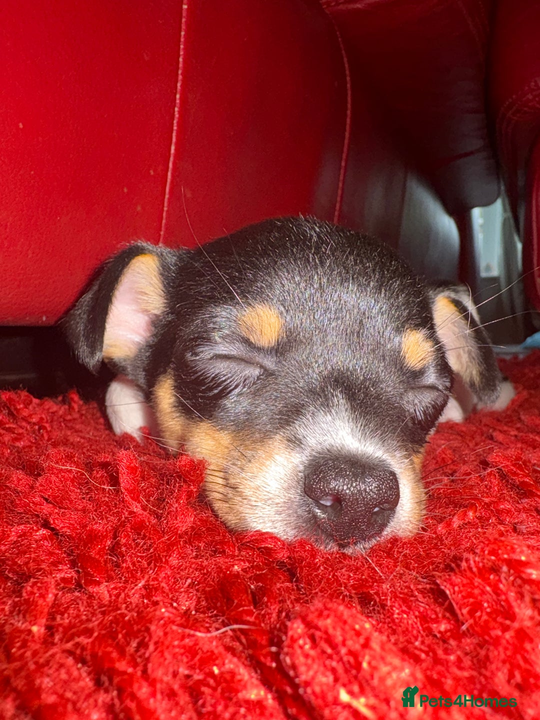 Pomchi dogs for sale: Pomchi x Jackchi puppies  - Image 10