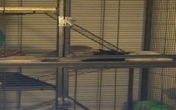Chinchilla rodents for sale: girl chinchillas for sale with cage - Image 2
