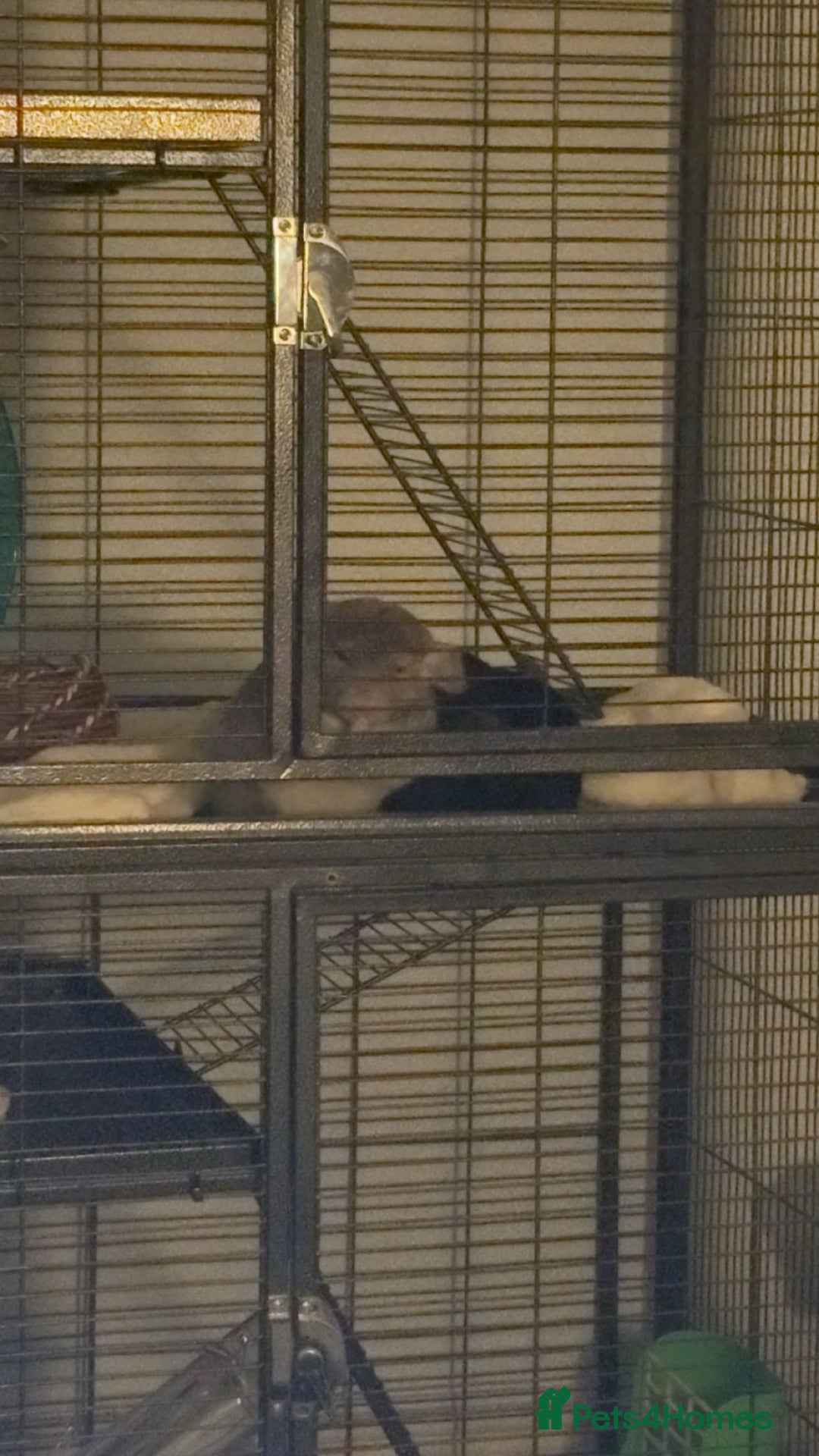 Chinchilla rodents for sale: girl chinchillas for sale with cage - Image 2