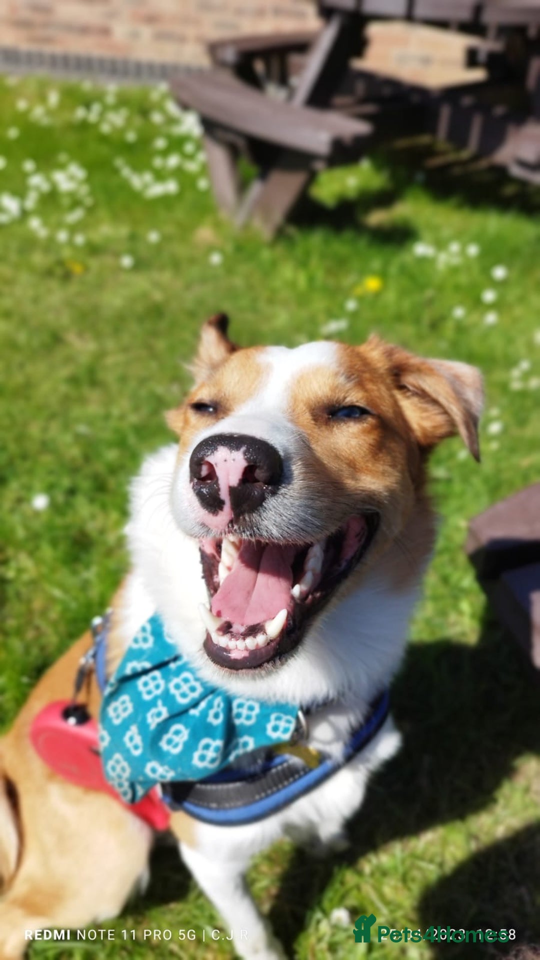 Border Collie dogs for stud: Welsh Border collie for stud  - Image 2