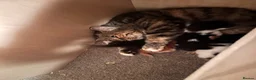 Mixed Breed cats for sale: 🐾 4 Male Kittens Looking for Loving Homes 🐾  - Advert 11