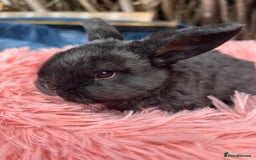 Mini Lop rabbits for sale: Pure breed mini lops  - Image 1