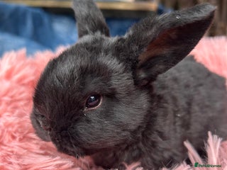 Mini Lop rabbits - Advert 3