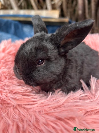 Mini Lop rabbits - Advert 1