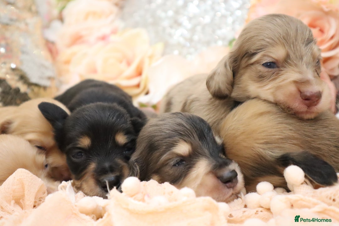 Miniature Dachshund dogs for sale: KC Longhair Miniature Dachshund Puppies - Image 21
