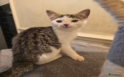 British Longhair cats for sale: Loving Kittens Ready for Homes - Image 4