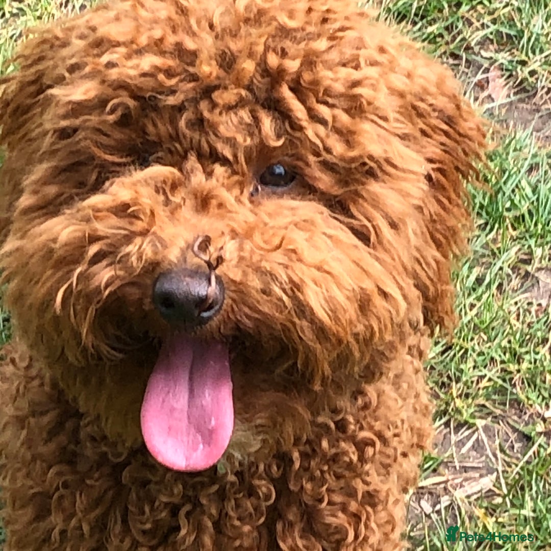 Miniature Poodle dogs for stud: Proven apricot miniature poodle in Sutton Coldfield - Image 3