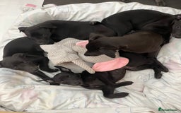 Whippet dogs for sale: 🐾 KC Registered Black Whippet Puppies 🐾 - Image 12