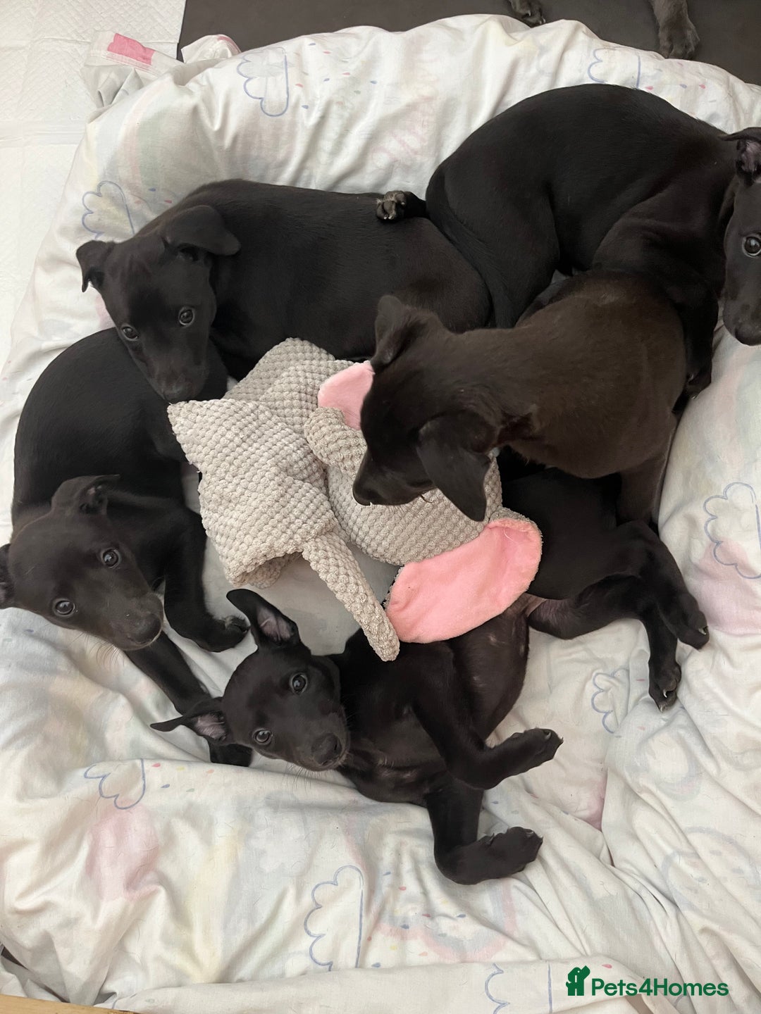 Whippet dogs for sale: 🐾 KC Registered Black Whippet Puppies 🐾 - Image 12