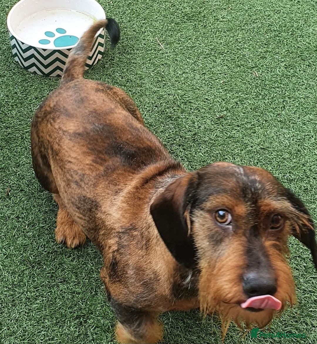 Dachshund dogs for sale: Wirehaired dachshund  - Image 2