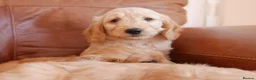 Goldendoodle dogs for sale: Quality Health Tested Miniature Goldendoodles - Advert 12