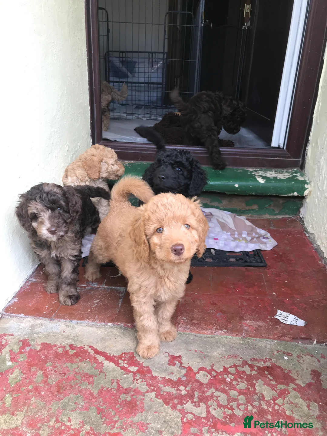 Labradoodle dogs for stud: Gorgeous blue Merle labradoodle stud in Swadlincote - Advert 26