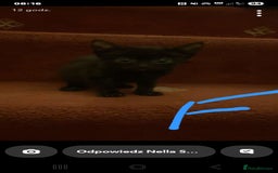 Mixed Breed cats for sale: 3 beautiful kittens - Image 7