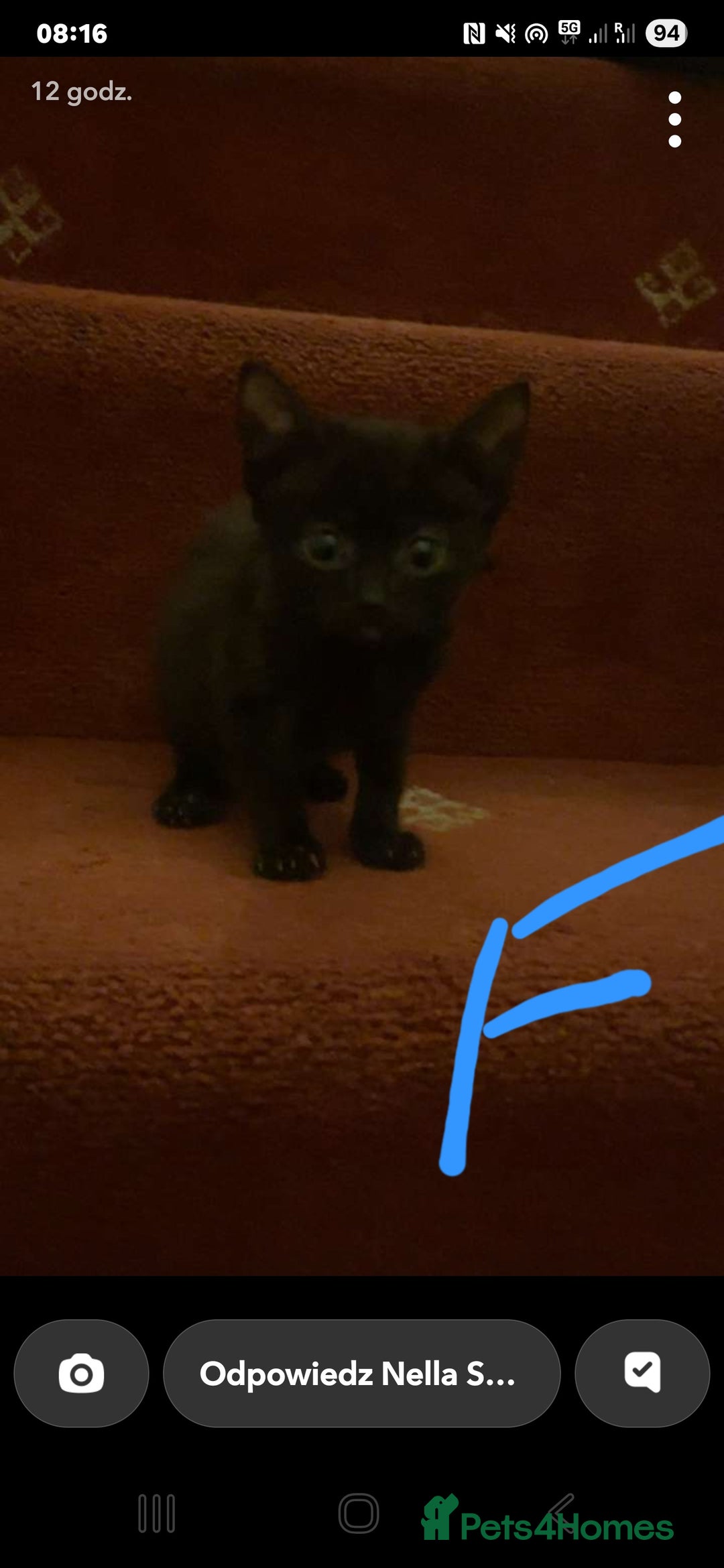 Mixed Breed cats for sale: 3 beautiful kittens - Image 7