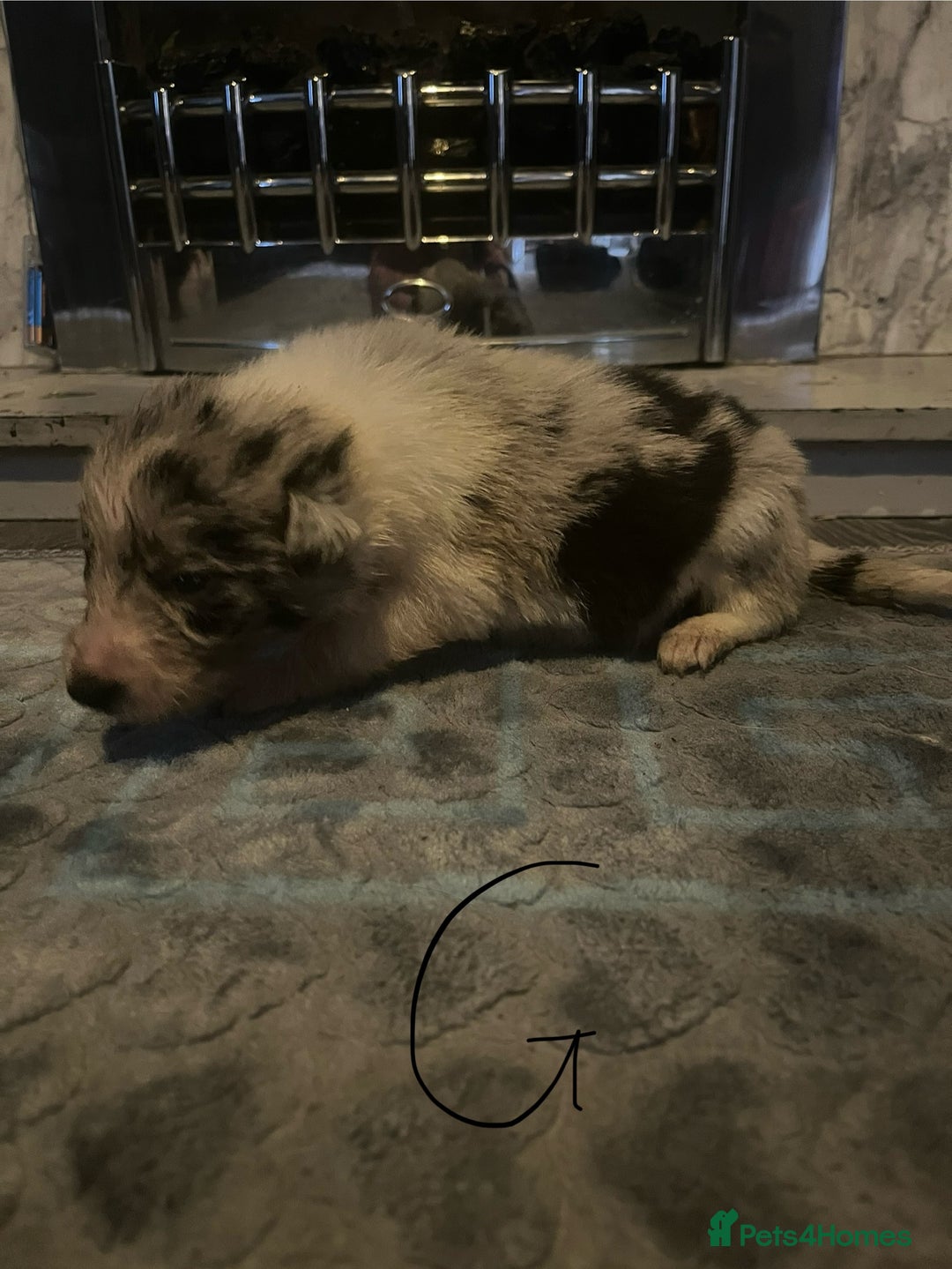Border Collie dogs for sale: Border collie puppies - Image 23