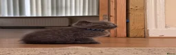 British Shorthair cats for sale: Pedigree TICA British Shorthair kittens  - Advert 14