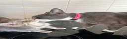 British Shorthair cats for sale: Beautiful British Shorthair Kitten  - Advert 4
