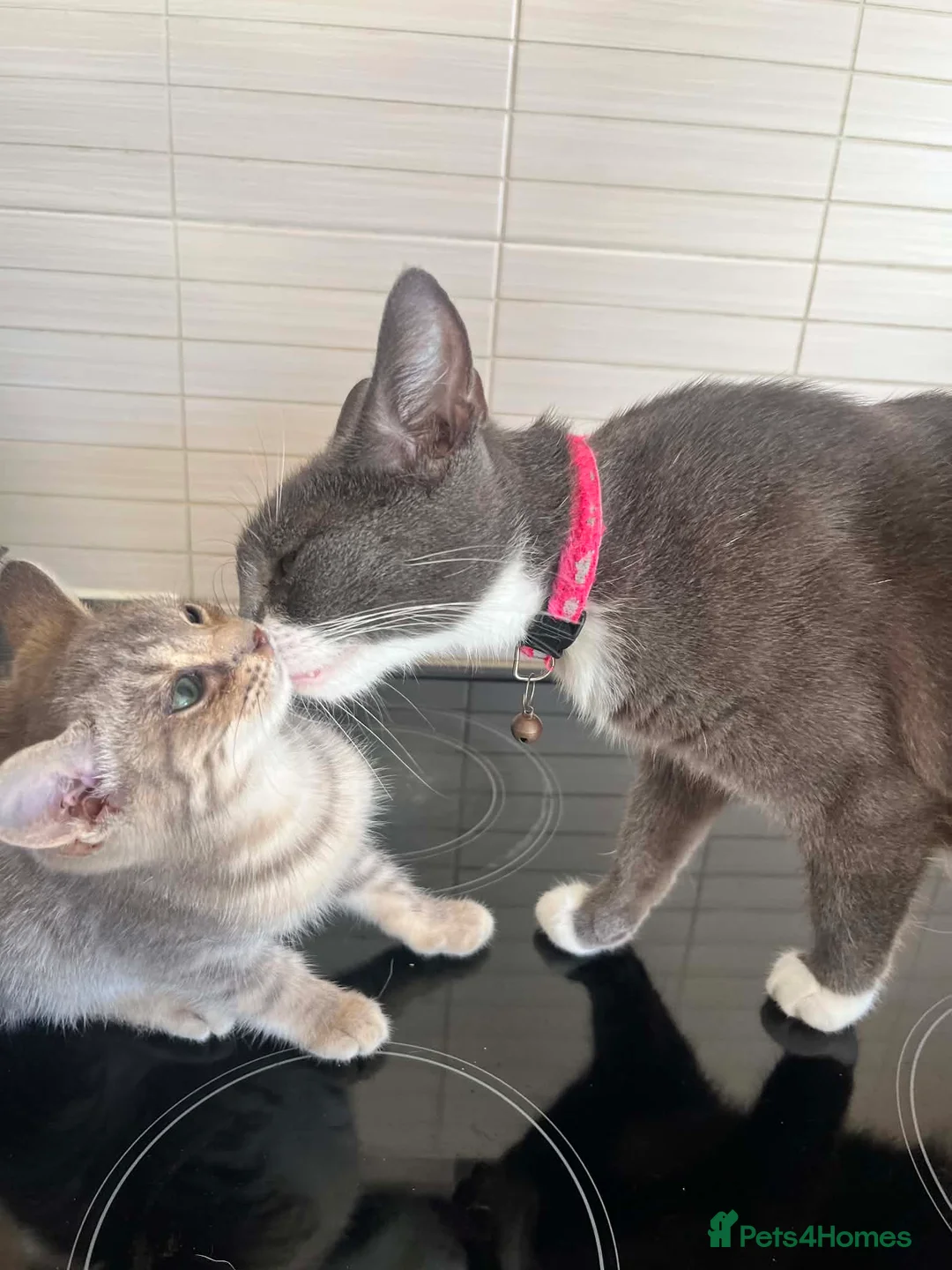 British Shorthair cats for sale: Beautiful British Shorthair Kitten  - Advert 4