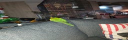 Conures birds for sale: Dna black capped conure tame female - Advert 10