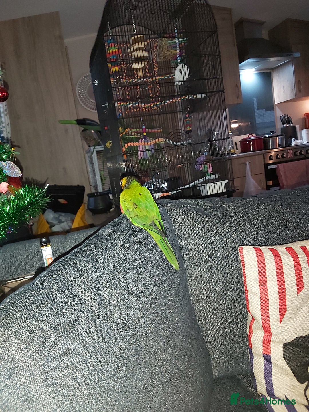 Conures birds for sale: Dna black capped conure tame female - Advert 10