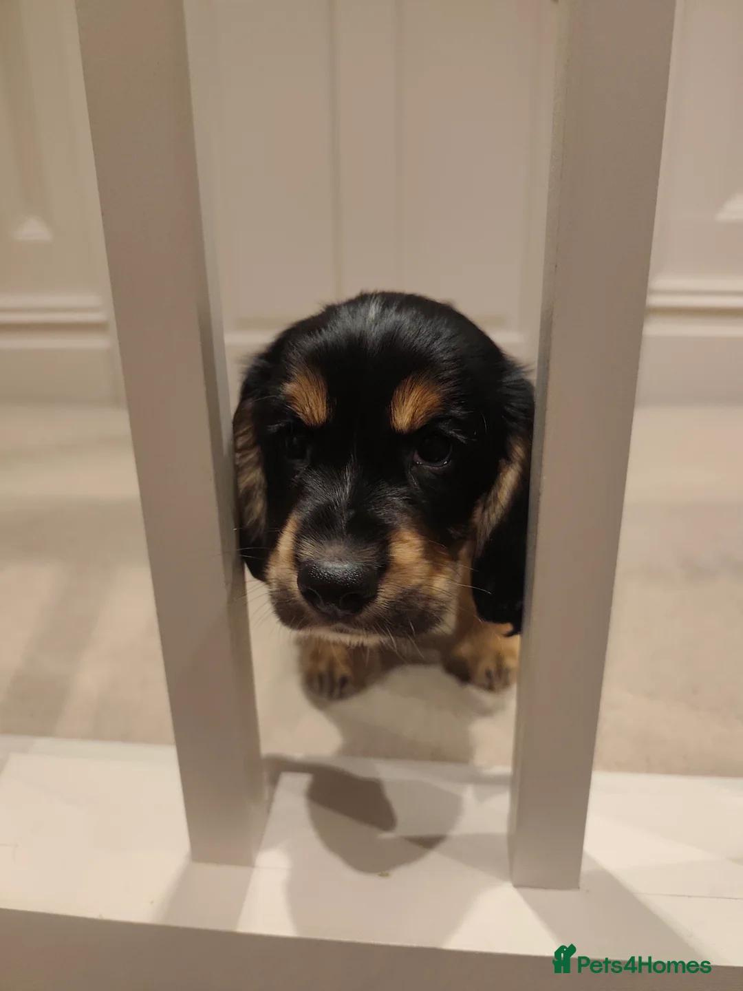 Cocker Spaniel dogs for sale: Very sweet male Cocker Spaniel Pup- Black and Tan  - Advert 3