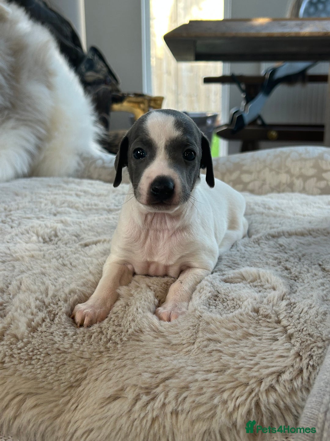 Italian Greyhound dogs for sale: Beautiful KC Reg Italian Greyhound puppies  - Advert 2
