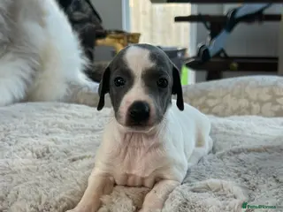 Italian Greyhound dogs Beautiful KC Reg Italian Greyhound puppies - Advert 6