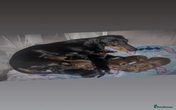 Dachshund dogs for sale: Exceptional Litter Puppies Boys & Girls Available - Image 5