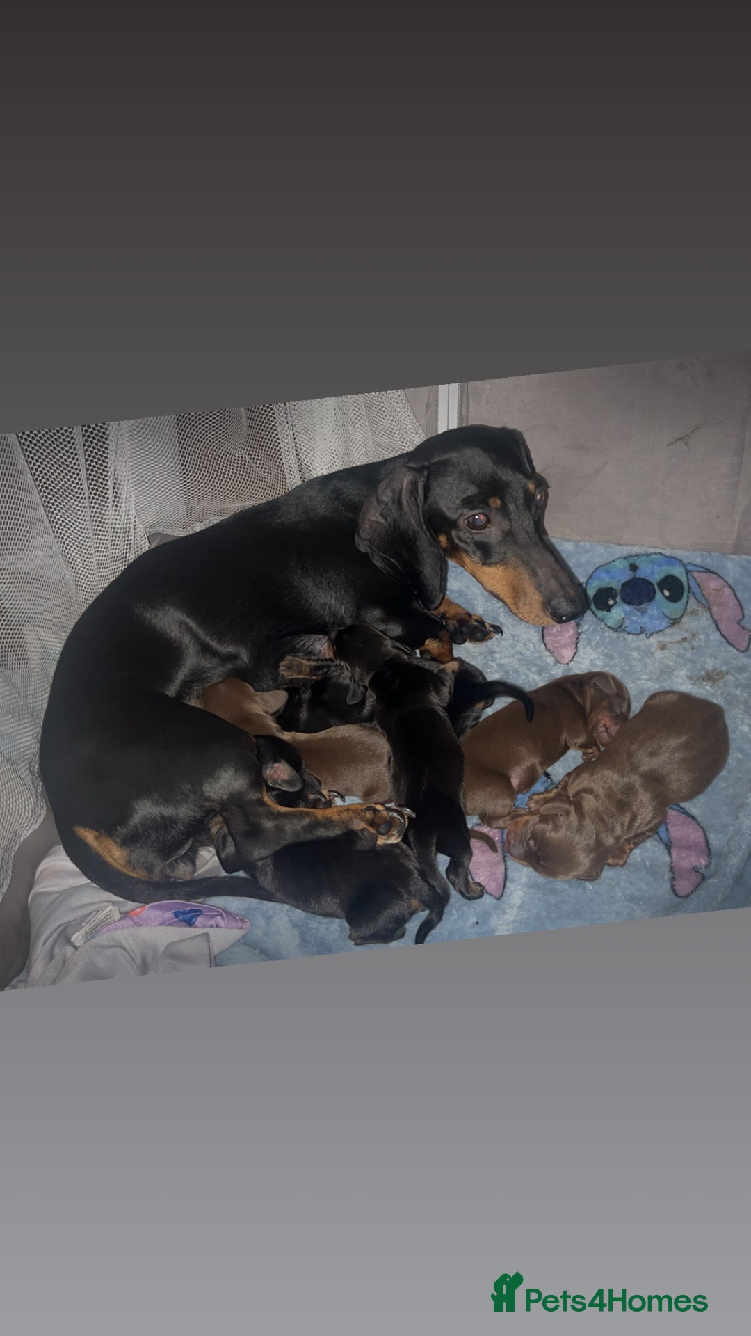 Dachshund dogs for sale: Exceptional Litter Puppies Boys & Girls Available - Image 5