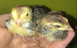 Quail poultry for sale: JUMBO QUAIL CHICKS & SEXED JUMBOS ! - Image 10