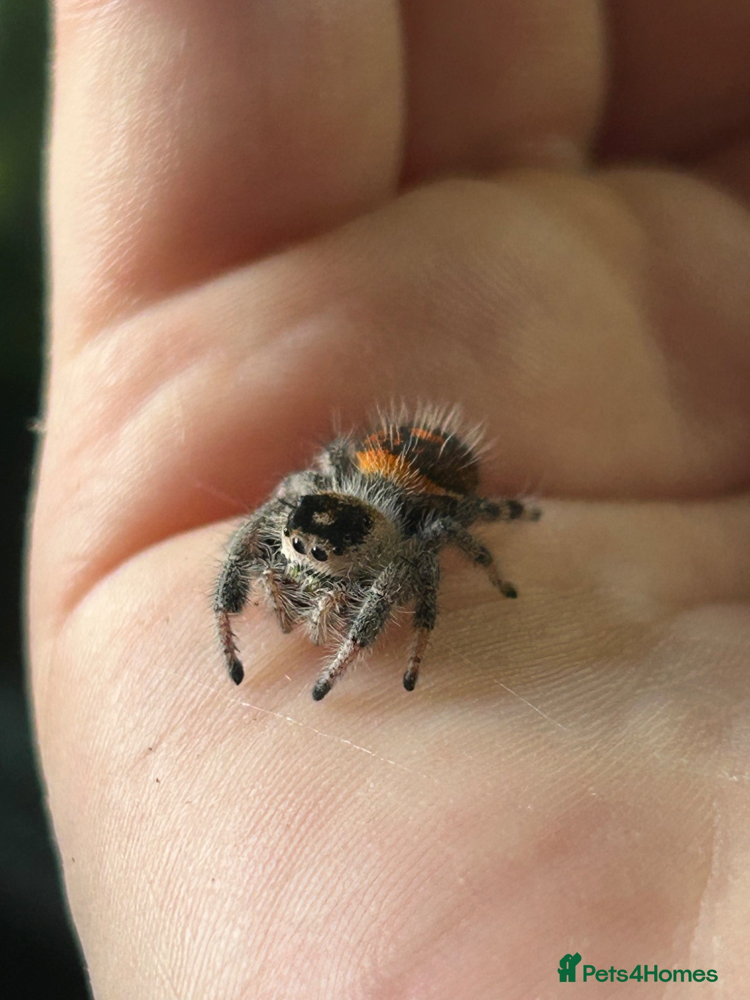 Spiders invertebrates Jumping spider babies l6/l7, P.regius (Soroa) - Advert 16