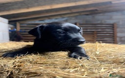 Patterdale Terrier dogs for sale: Purebred Patterdale Terrier Puppies - Image 2