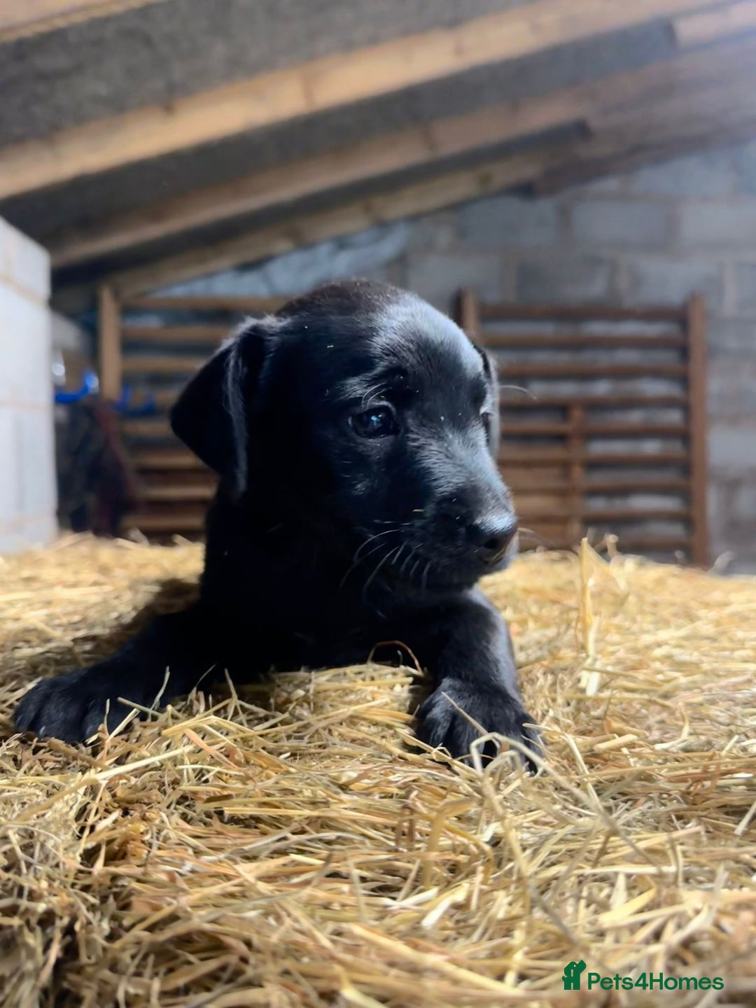 Patterdale Terrier dogs for sale: Purebred Patterdale Terrier Puppies - Image 2
