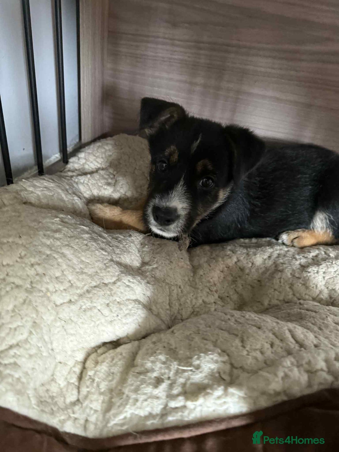 Mixed Breed dogs for sale: Ready for new loving homes now - Image 7