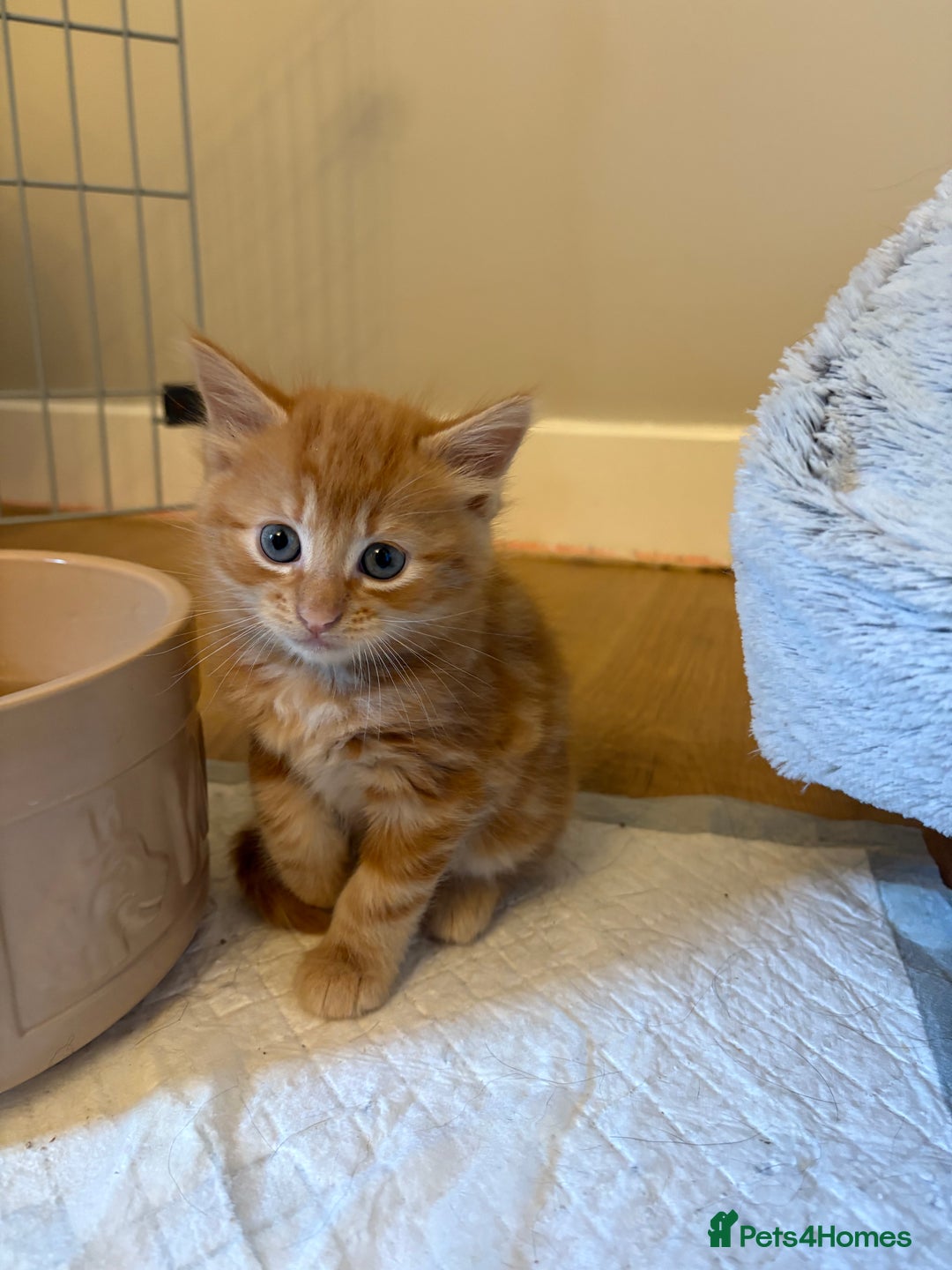 Mixed Breed cats for sale: beautiful kittens for sale - Image 15