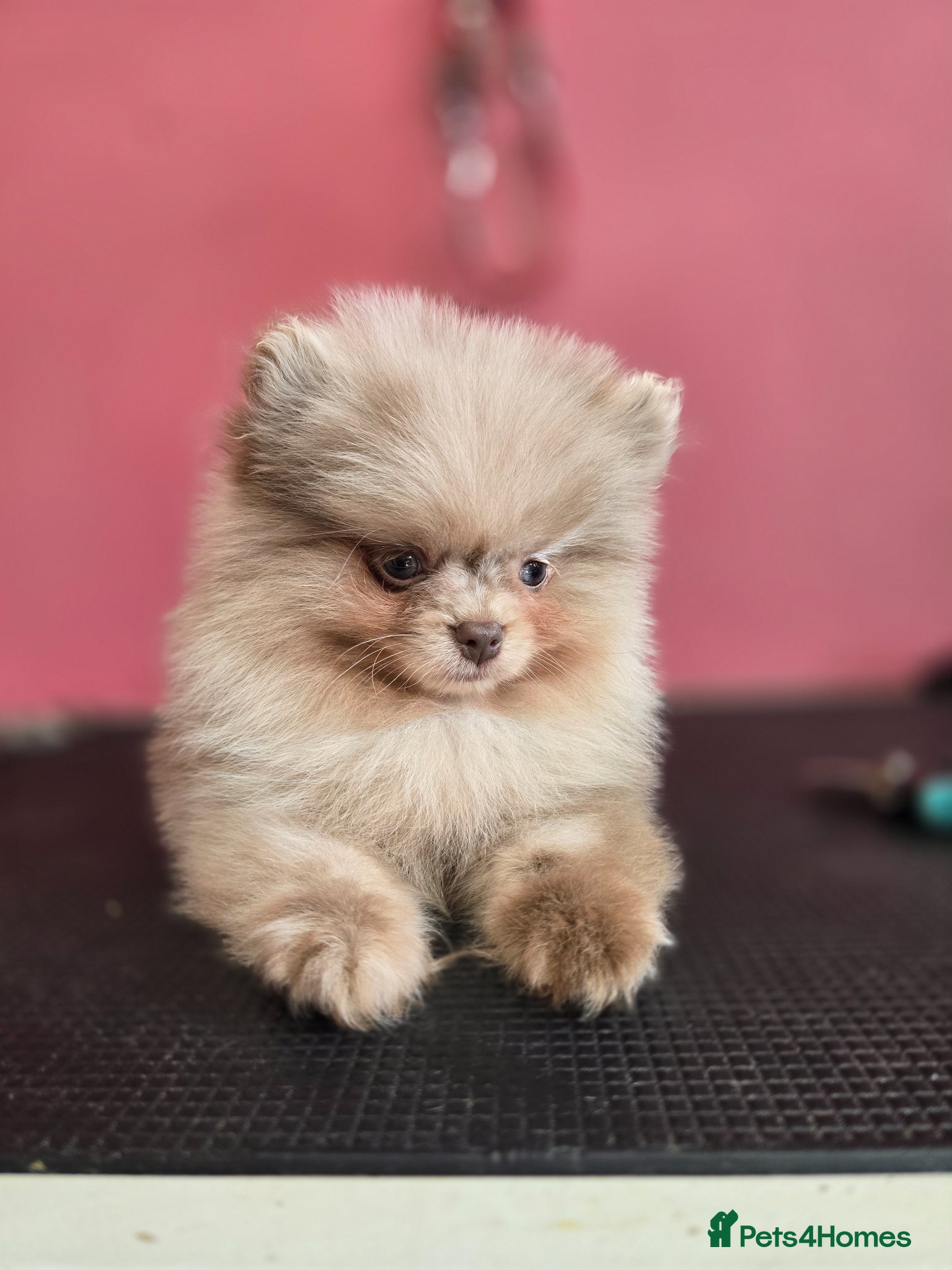 Pomeranian dogs Last girl available  - Advert 2
