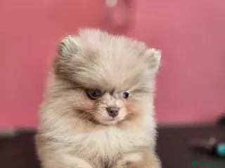 Pomeranian dogs Last girl available - Advert 2