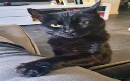 Manx cats for sale: Super affectionate Coco needs a loving home - Image 6