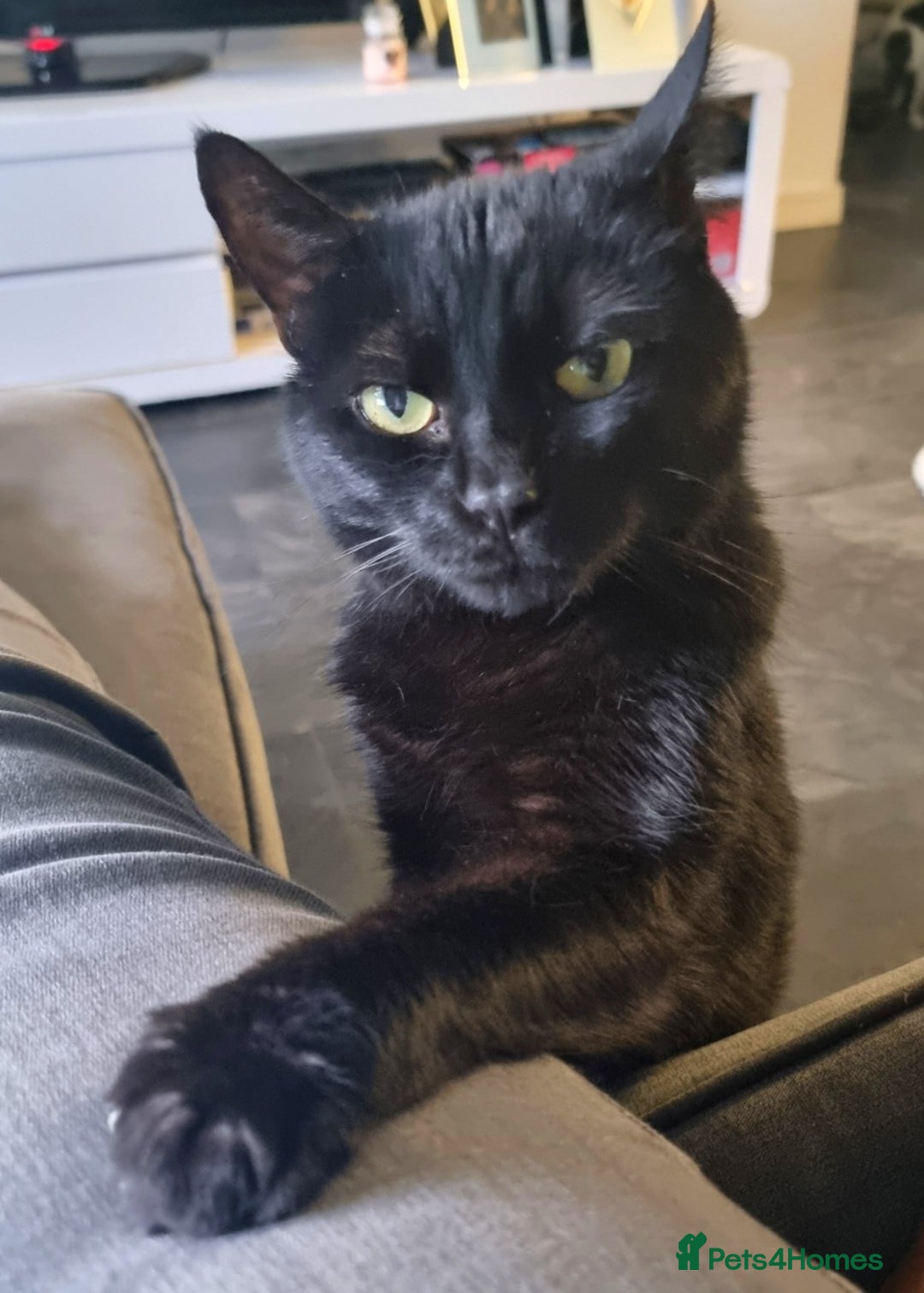 Manx cats for sale: Super affectionate Coco needs a loving home - Image 6