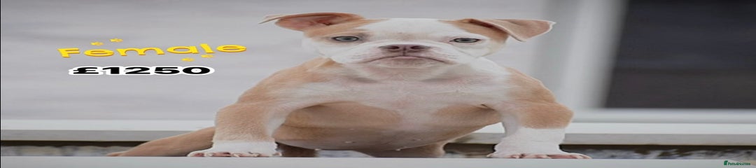 Old Tyme Bulldog Puppy 7