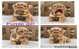 English Bulldog dogs for sale: Beautiful KC lilac & tan English bulldog puppies - Image 16
