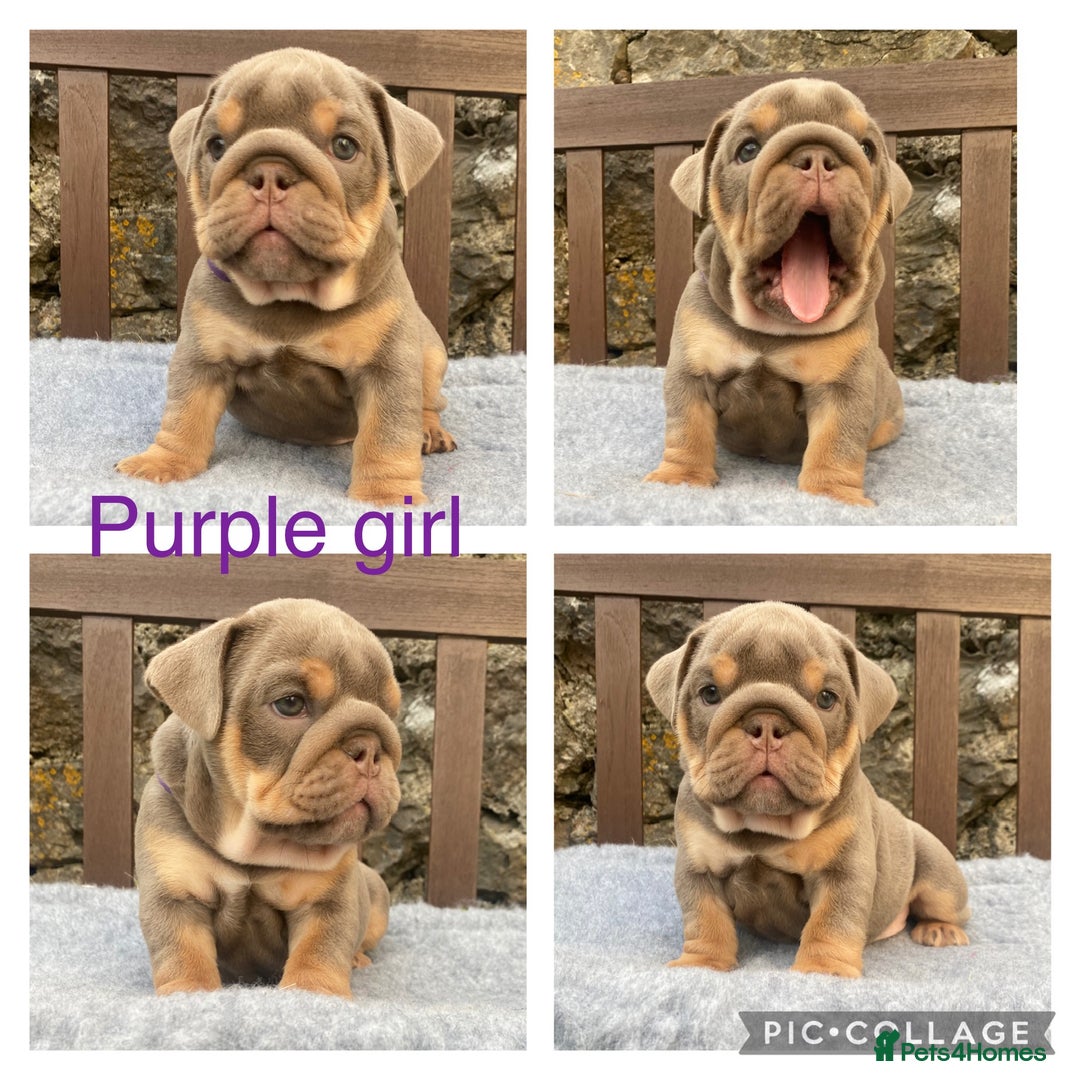 English Bulldog dogs for sale: Beautiful KC lilac & tan English bulldog puppies - Image 16