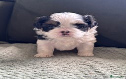 Shih Tzu dogs for sale: LAST BOY LEFT Imperial shih tzu dobies - Image 14