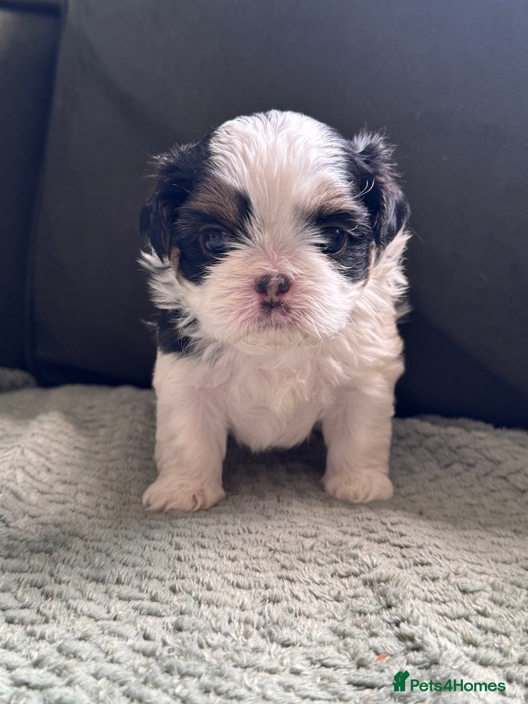 Shih Tzu dogs for sale: LAST BOY LEFT Imperial shih tzu dobies - Image 14