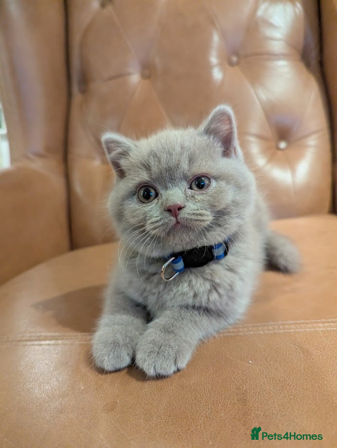 British Shorthair cats for sale: British Shorthair kittens - Advert 9