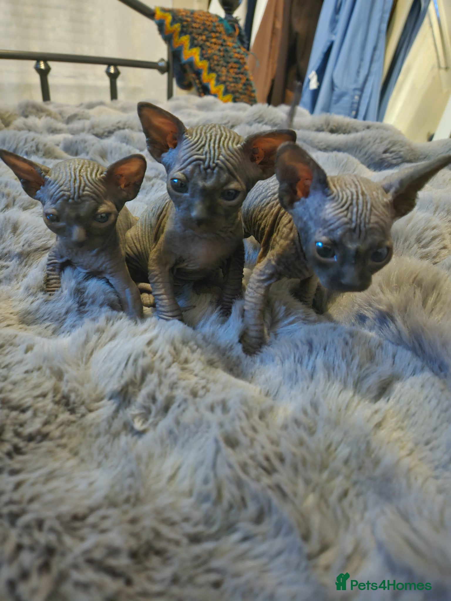 Sphynx cats Sphyx kittens - Advert 1